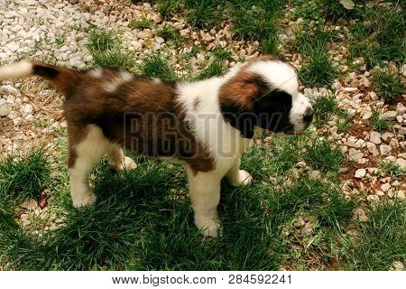 St Bernard Puppy Small Dog On The Grass.