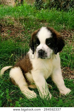 Saint Bernard Dog Puppy Siting On The Grass.