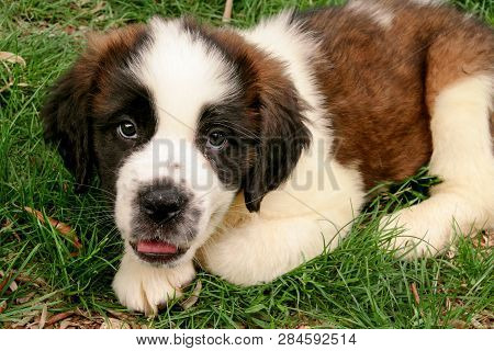 Saint Bernard Dog Puppy Siting On The Grass.