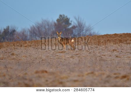 Hidden Roedeer With One Antler  And Roe Masking And Watching The Enemy Predator