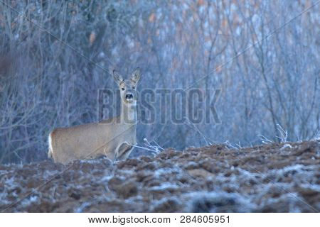 Hidden Roedeer With One Antler  And Roe Masking And Watching The Enemy Predator