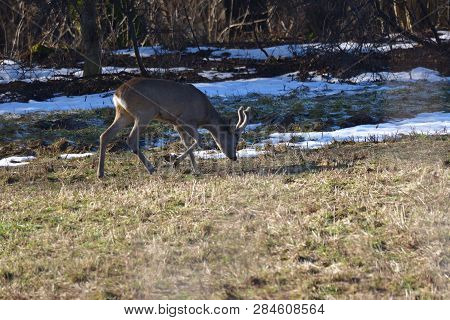 Roedeer Family Camouflage Walking And Eating On Meadow In Winter Snow