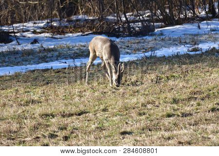 Roedeer Family Camouflage Walking And Eating On Meadow In Winter Snow