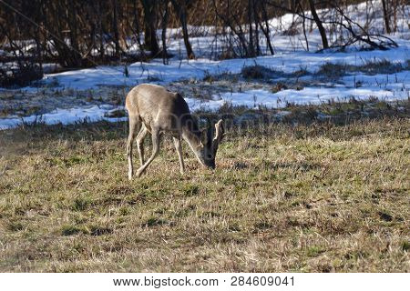 Roedeer Family Camouflage Walking And Eating On Meadow In Winter Snow