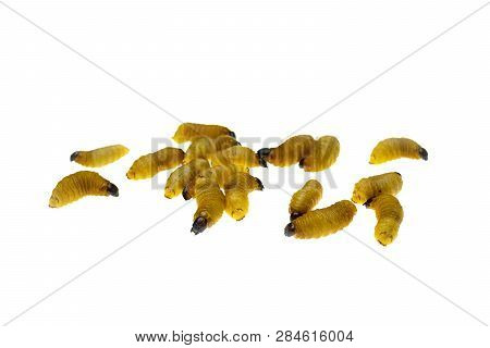 Red Palm Weevil Larvae On White Background