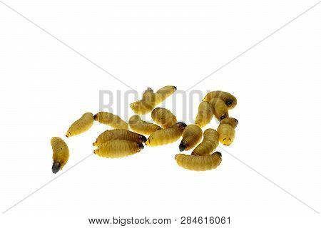 Red Palm Weevil Larvae On White Background