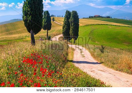 Spectacular Tuscany Summer Landscape With Red Poppies, Agricultural Grain Fields And Winding Road Ne