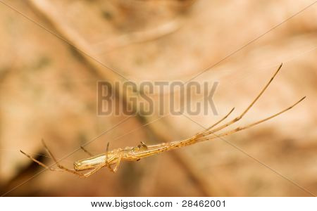 Tetragnatha