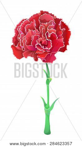 Red Carnation Isolated On White Background. Beautiful Vector Flower.