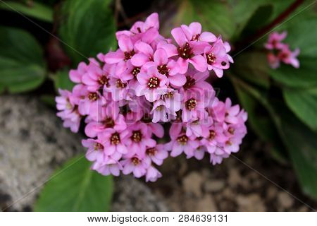 Bergenia Or Elephant Eared Saxifrage Or Elephants Ears Rhizomatous Evergreen Perennial Flowering Pla