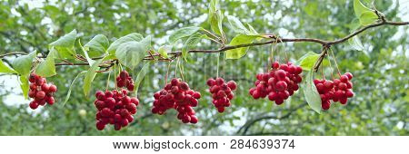 Branches Of Red Schisandra. Ripe Schizandra On Liana In Garden