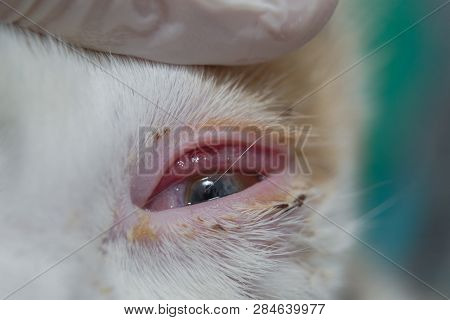 Cat With Infectious Conjunctivitis, Very Inflamed Conjunctiva