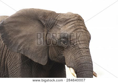 Head Of African Elphant Covered In Mud With Against White Background