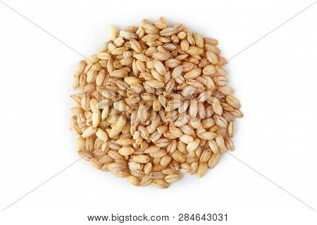 Barley Grain (hordeum Vulgare) Isolated On White Background