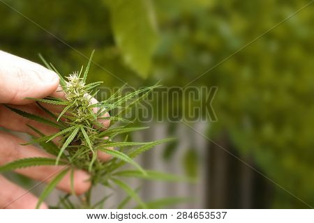 Green Leaf Of Marijuana In A Hand.has Antipsychotic Effects. Copy Space