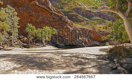 A Long Shot Of Ghost Gums Growing At Ormiston Gorge