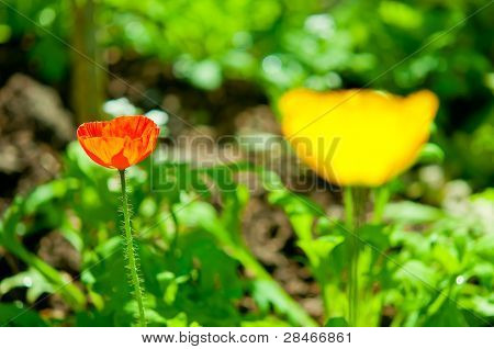 Güzel kırmızı çiçek bahçesinde.