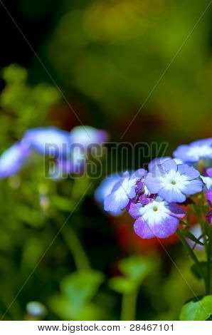 Güzel Menekşe çiçek bahçesinde.