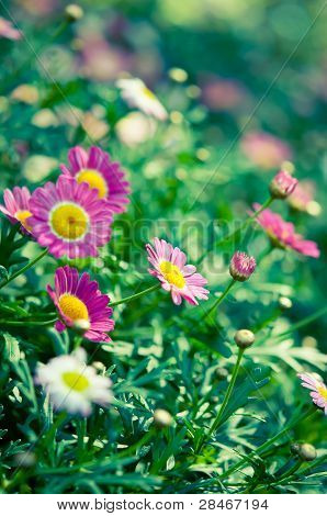 Papatyalar mor çiçek doğa ışıkla