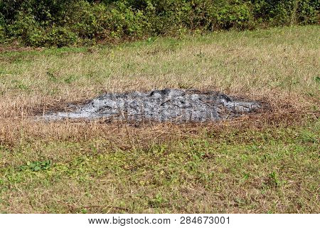 Patch Of Burned Grass And Other Vegetation Left After Harvest In Local Field Surrounded With Grass W