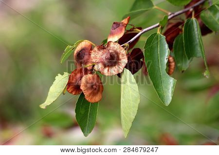 Single Branch Of Jerusalem Thorn Or Paliurus Spina Christi Or Garland Thorn Or Christs Thorn Or Crow
