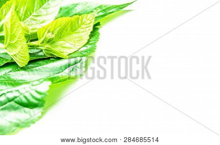 Green Leaves Isolated On White Background