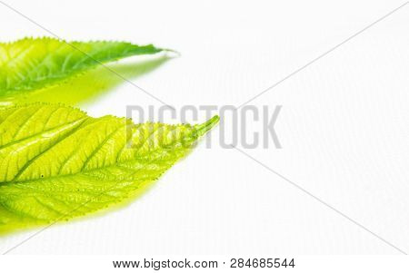 Green Leaves Isolated On White Background