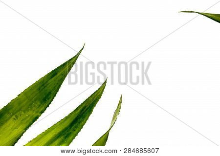 Green Leaves Isolated On White Background