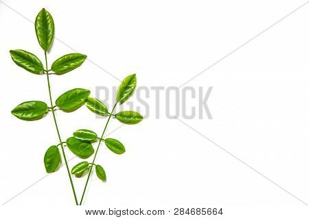 Green Leaves Isolated On White Background
