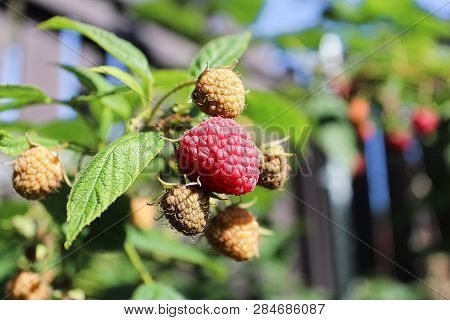 Closeup Of A Ripe Raspberry Still On The Cane