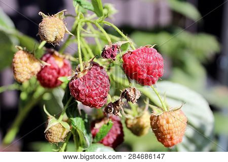 Raspberries In Various Stages Of Ripeness On The Plant