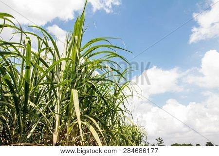 Sugarcane Farm And Blue Sky.