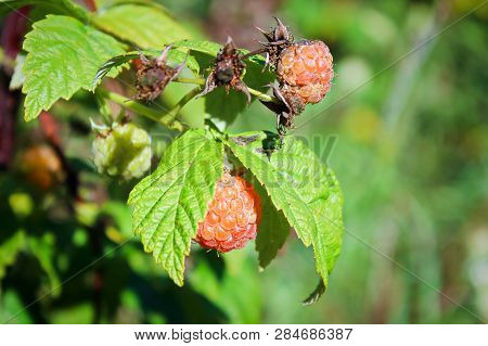 Closeup Of A Golden Ripe Orange Raspberry