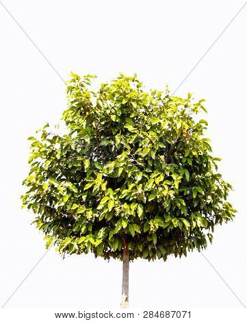 Trees Isolated On White Background, Tropical Trees Isolated Used For Design, Advertising And Archite