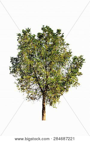 Trees Isolated On White Background, Tropical Trees Isolated Used For Design, Advertising And Archite