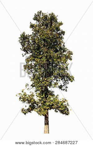 Trees Isolated On White Background, Tropical Trees Isolated Used For Design, Advertising And Archite