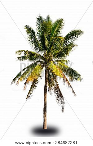 Coconut Tree Isolated On White Background, Tropical Trees Isolated Used For Design, Advertising And 