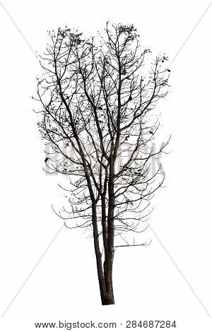 Trees Isolated On White Background, Tropical Trees Isolated Used For Design, Advertising And Archite