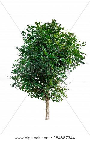 Trees Isolated On White Background, Tropical Trees Isolated Used For Design, Advertising And Archite