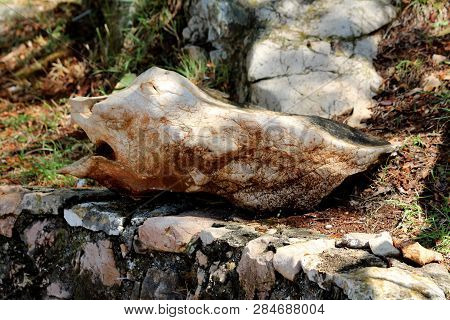 Unusual Shaped Rock Formation Resembling Fish With Face Large Mouth Nose And Eyes Resting In Shade O