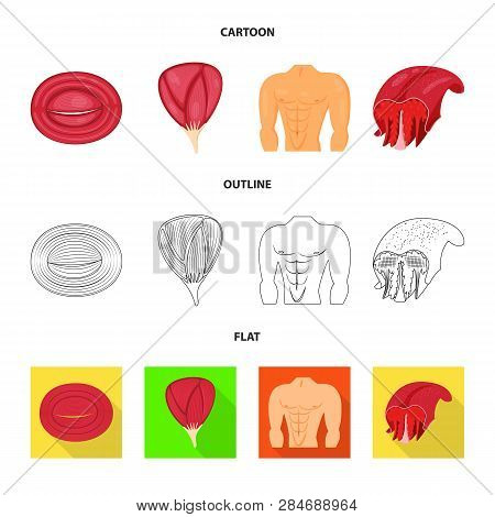 Vector Illustration Of Fiber And Muscular Logo. Set Of Fiber And Body  Vector Icon For Stock.