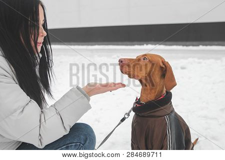 Portrait Of A Girl In Warm Clothes And A Dressed Dog On A Winter Walk, Girl Gives The Dog A Hand. Be