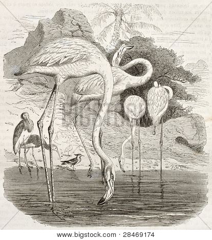 Větší plameňáků staré ilustrace (Phoenicopterus roseus). Vytvořil(a) Kretschmer, zveřejněný Merve