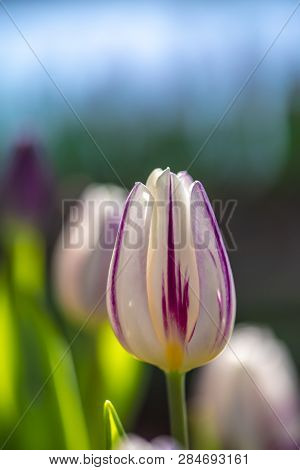Tulip - Pplants And Flowers,hotographed In Changchun, China