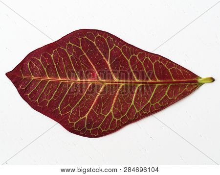 Red Codiaeum Plant Leaf. Close-up To The Leaf Veins And Pores. Flowerpot And Lounge Flowers. Isolate