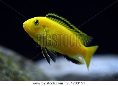 african cichlid Labidochromis caeruleus