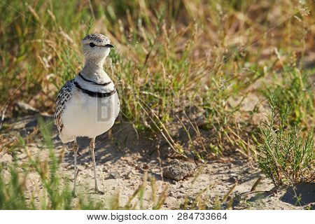 Double-banded Courser (rhinoptilus Africanus), Also Known As The Two-banded Courser Is An African Bi