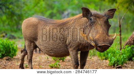Close Up Of A Wild African Warthog