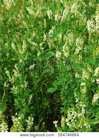 Melilotus Albus Flowers On Meadow. Medicinal Plant: White Sweet Clover
