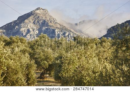 Olive Tree Fields In Andalusia. Spanish Agricultural Harvest Landscape. Jaen